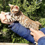 Бенгальский котенок (фото #2)