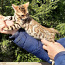Бенгальский котенок (фото #3)