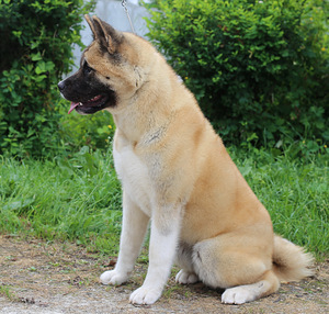 Ameerika akita (4 foto / 4)