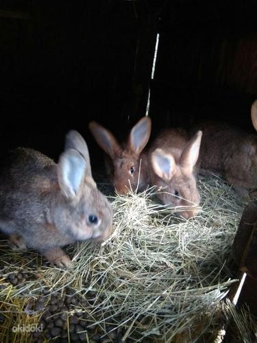 Кролики (фото #7)