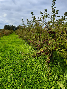 Kabala metskond 29, Kabala, Türi vald, Järvamaa (5 foto / 13)