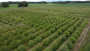 Kabala metskond 29, Kabala, Türi vald, Järvamaa (2 foto / 13)