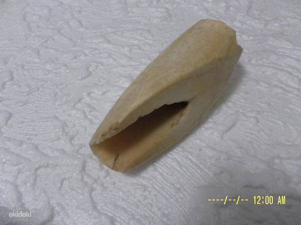 Натуральный зуб кашалота.Вес 160 гр.Длина 11 см. (фото #5)