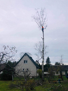 Arboristi teenused, ohtlike puude langetamine, arborist (3 foto / 3)