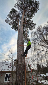 Arboristi teenused, ohtlike puude langetamine, hoolduslõikus