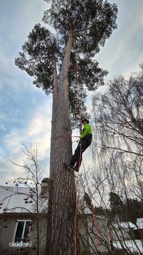 Arboristi teenused, ohtlike puude langetamine, arborist (foto #1)