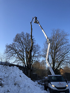 Arborist, puuhooldus, puude langetamine, utiliseerimine (4 foto / 4)