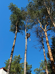 Arborist, puuhooldus, puude langetamine, utiliseerimine (2 foto / 4)
