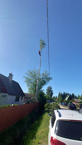 Arborist, puuhooldus, puude langetamine, utiliseerimine (1 foto / 4)