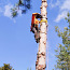 Arborist, ohutu langetamine, puuhooldus, haljastus (foto #2)