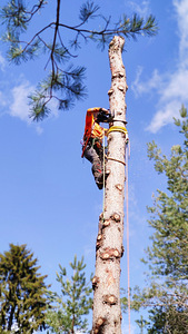 Arborist, ohutu langetamine, puuhooldus, haljastus (2 foto / 4)