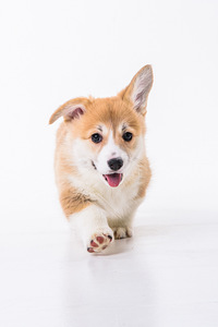 Welsh Corgi Pembroke kutsikad (3 foto / 4)