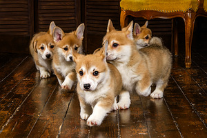 Welsh Corgi Pembroke kutsikad
