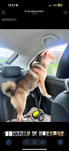 Ilus Shiba Inu isane (seesam) otsib pruuti Sugupuu (3 foto / 6)