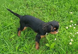 KING SHARLES SPANIEL (2 foto / 4)
