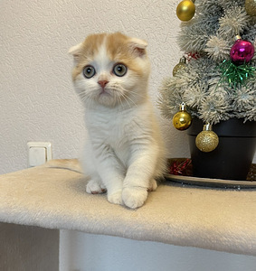 Скоттиш-фолд короткошерстный (5 фото из 6)