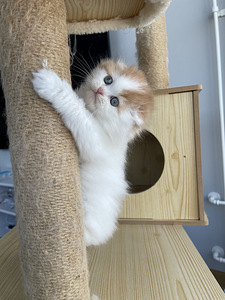 Scottish Fold (4 foto / 5)