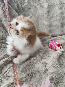 Scottish Fold (1 foto / 5)