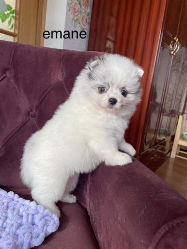 Немецкий малый шпиц