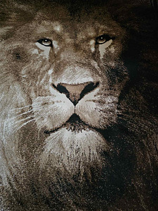 Vaip Belgia 160×225 cm. Väga heas korras. Out of Africa (4 foto / 5)