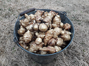Jeruusalemma artišokk (muldpirn) (2 foto / 3)