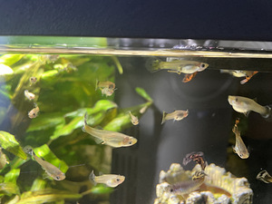 Annan guppy kala ( umbes 100 tükki) (1 foto / 1)