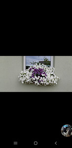 Сурфинии (6 фото из 8)