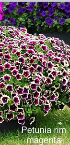Сурфинии (3 фото из 8)