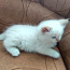 Сиамско-персидский котенок (фото #2)