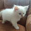 Сиамско-персидский котенок (фото #3)