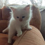 Сиамско-персидский котенок (фото #5)
