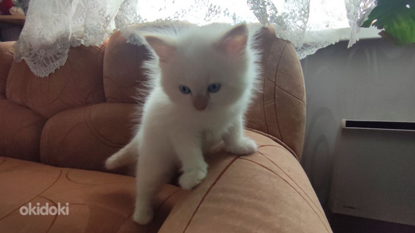 Сиамско-персидский котенок (фото #5)