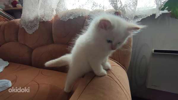 Сиамско-персидский котенок (фото #6)