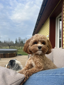 Otsin isast Toy-puudlit Cavapoole paarituseks (2 foto / 2)