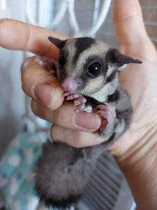 Lendorav (suhkru possum) (2 foto / 5)