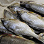Vobla - kuivatatud kala (foto #1)