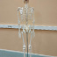 Скелет человека 170 см (фото #4)