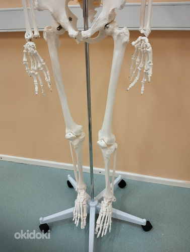 Скелет человека 170 см (фото #9)