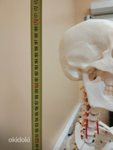 Скелет человека 170 см (фото #10)