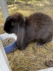 Puhtatõulised Prantsuse Pässid (3 foto / 6)