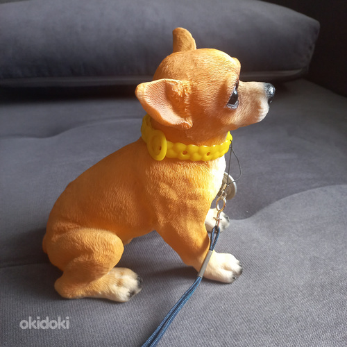 Chihuahua kujuke (foto #2)