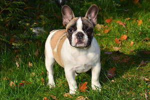 Prantsuse buldog (9 foto / 10)