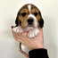Beagle kutsikad (foto #5)