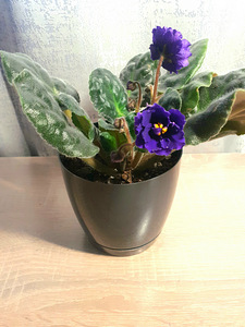 Kannike Shanson sport (3 foto / 3)