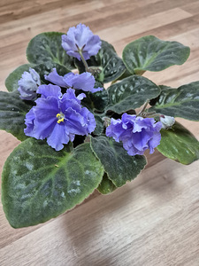 Фиалка EK-Morskoy Volk (1 foto / 2)