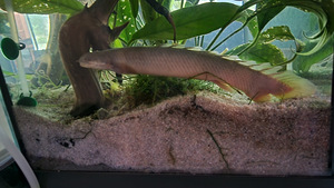 полиптерус сенегальский – длина 17 см.