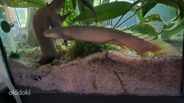 полиптерус сенегальский – длина 17 см. (фото #1)
