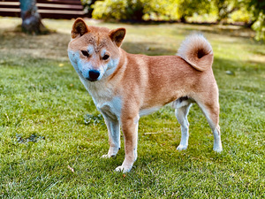 Shiba Inu paaritumiseks (1 foto / 3)