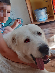 Molodoi zdorovii alabai zdet nevestu (3 foto / 4)
