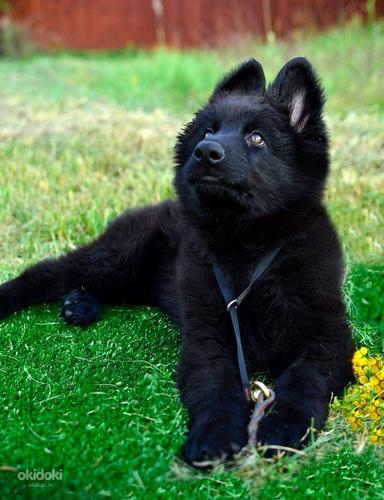 Черные щенки немецкой овчарки (фото #1)